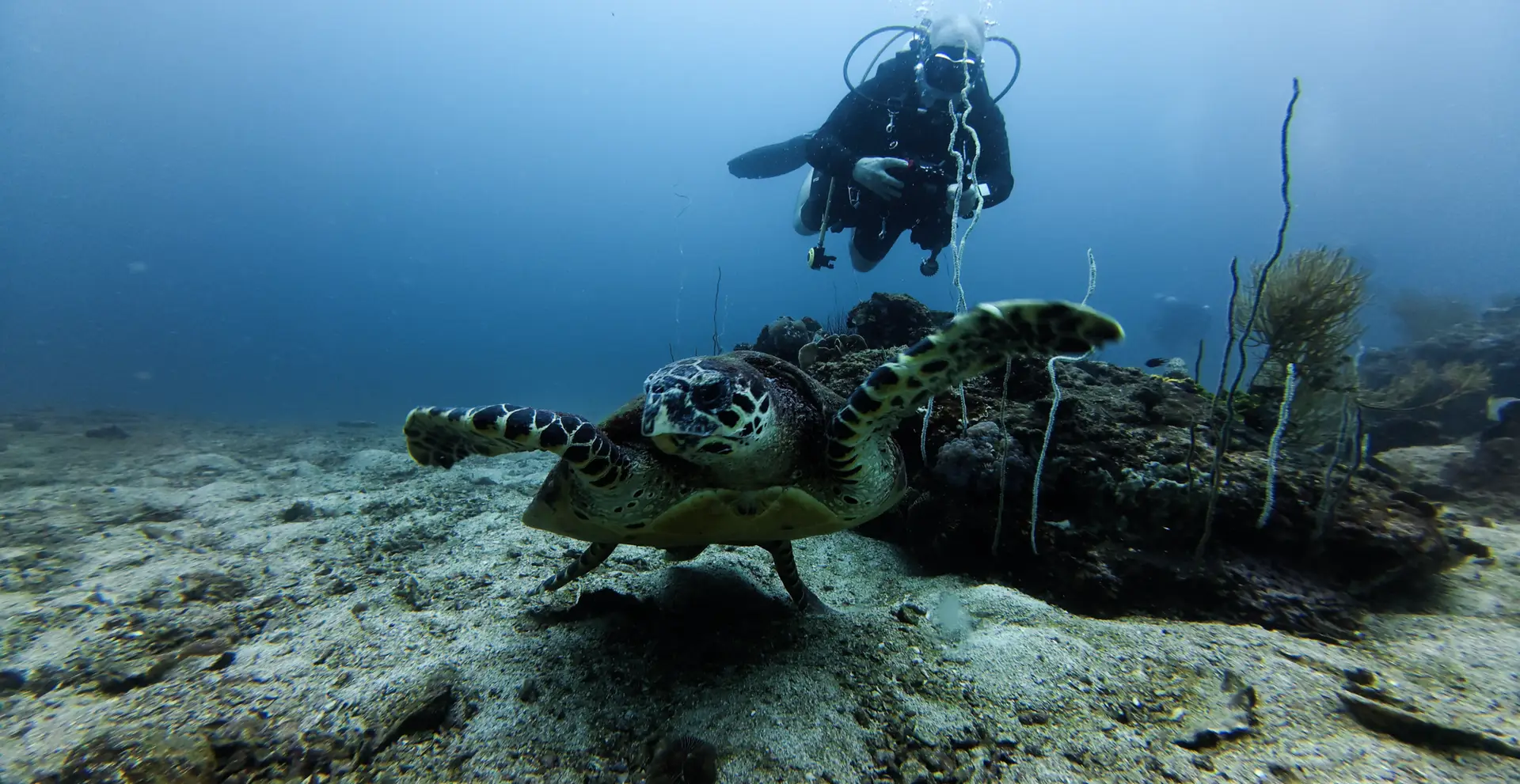 hawksbill turtle