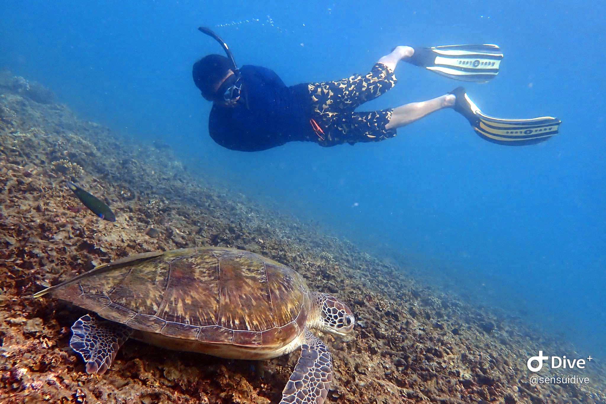 free dive with turtle