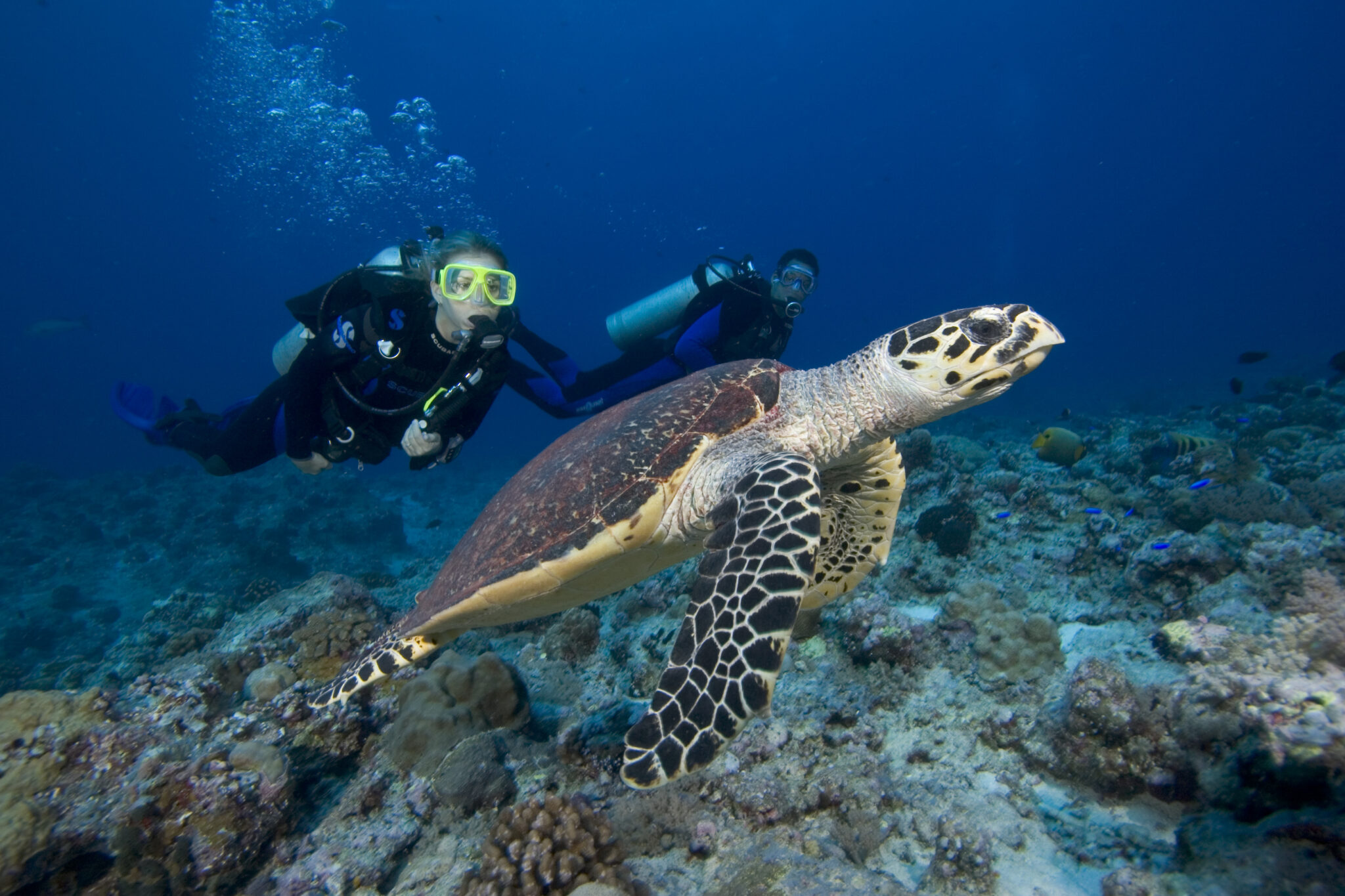 Diver swimming with a sea turtle.