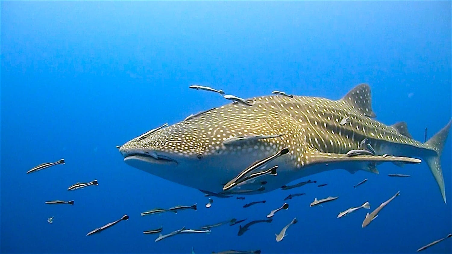 Whale Shark Diving thefunkyturtle.com hin wong pinnacle koh tao whaleshark
