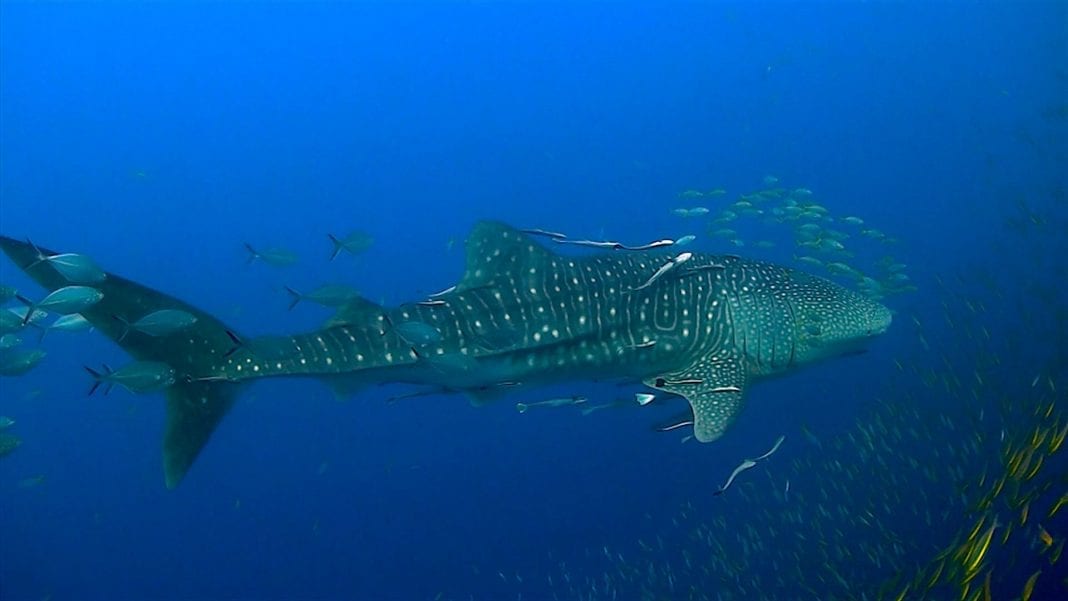 Whale Shark Diving thefunkyturtle.com chumphon dive site koh tao whaleshark 1068x601