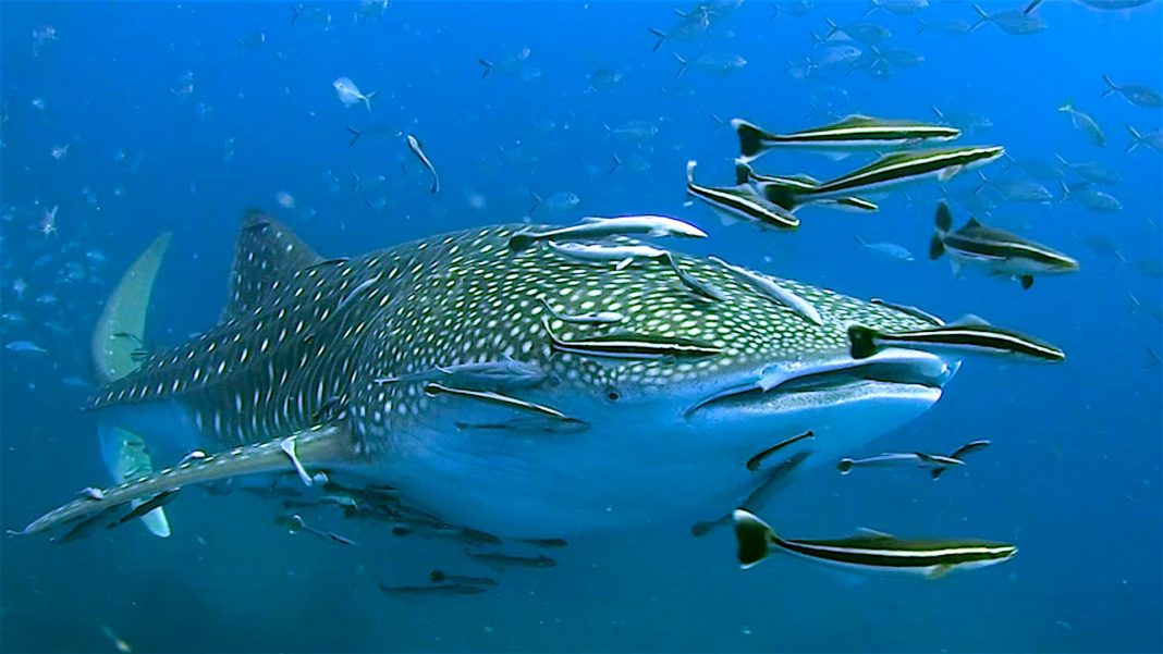 Whale Shark Diving thefunkyturtle.com dive sites south west pinnacle koh tao whaleshark 1068x601