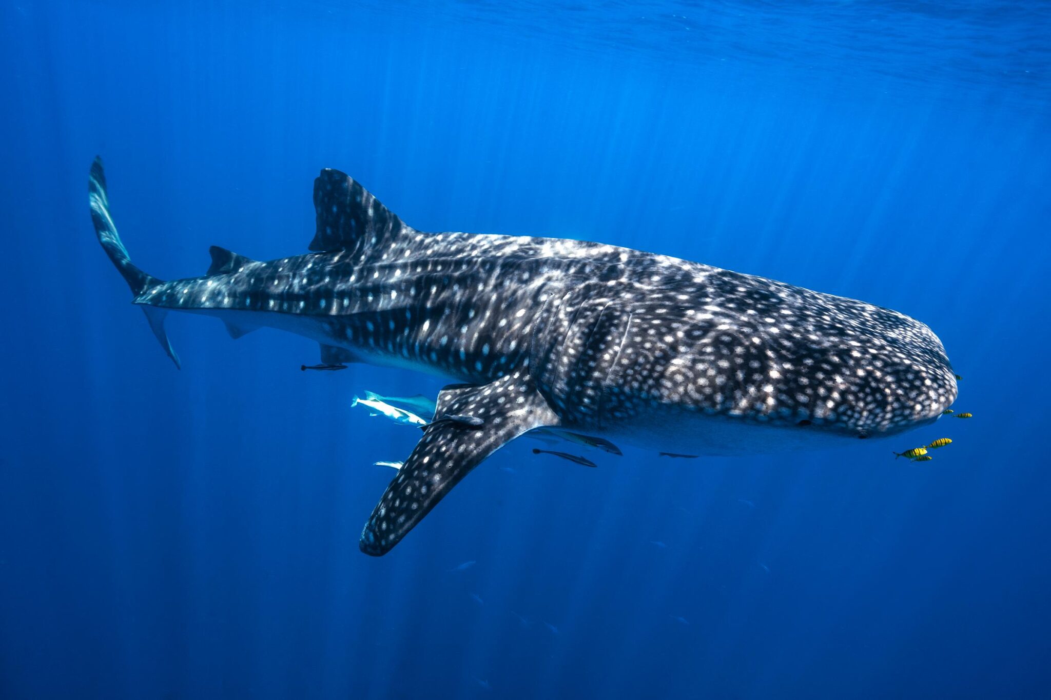 Whale Shark Diving requin baleine,remora et carangues royales